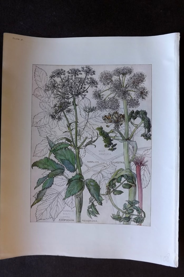 Adams, Harriet Isabel 1907 Botanical Print. Common Gout Weed, Wild Angelica 56 (1 of 1)