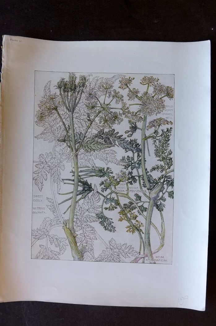 Adams, Harriet Isabel 1907 Botanical Print. Sweet Cicely, Shepherd's Needle, Anthamnaticum 57: Offset Lithograph Published 1907-10, London for "Wild Flowers of British Isles" by Harriet Isabel Adams. Scarce. Paper Size: 11 x 8.5 inch (28 x 22cm)