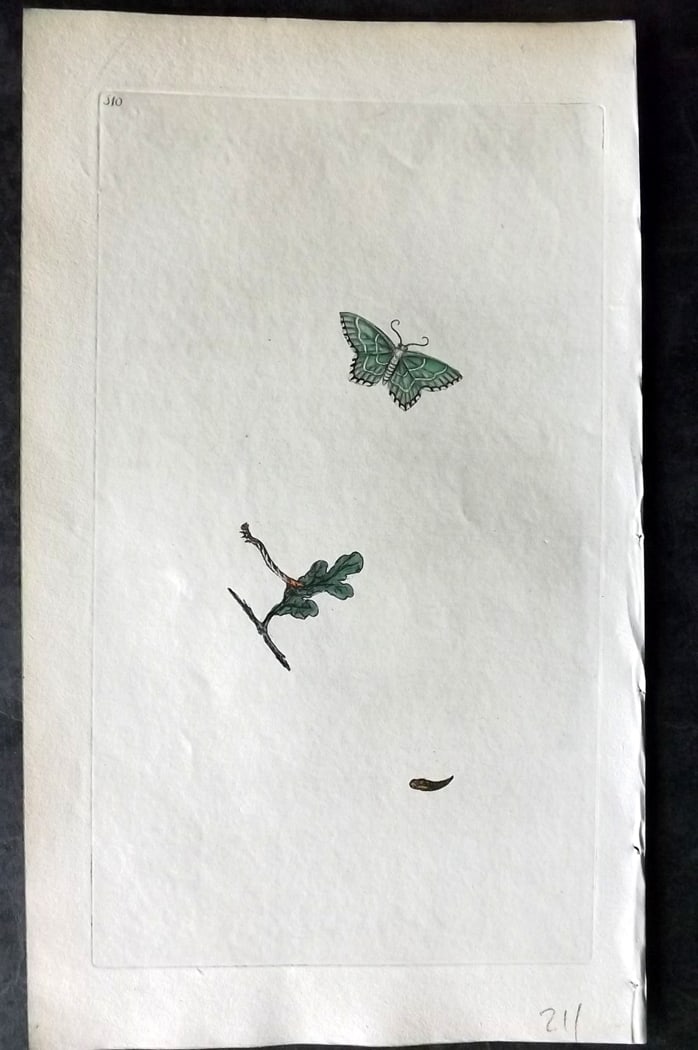 Donovan, Edward C1800 Hand Col Insect Print. Green House Wife Moth 310: Hand Colored Etching Published 1796-1813, London for "The Natural History of British Insects" by Edward Donovan. With accompanying descriptive text. Paper Size: 9.5 x 6 inch (24 x 15cm) Good Condition