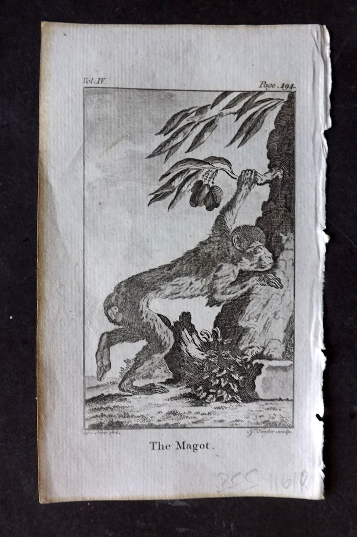Goldsmith, Oliver 1791 Antique Print. Magot Monkey: Copper Plate Published 1790-91, London for An History of the Earth and Animated Nature" by Oliver Goldsmith. Paper Size: 7 x 4 inch (18 x 11cm) Good Condition