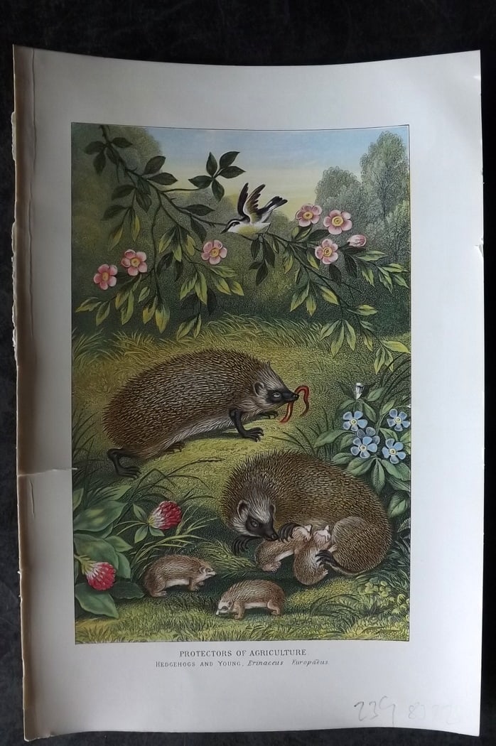 Pouchet, F. A. C1900 Print. Hedgehog - Protectors of Agriculutre (1 of 1)