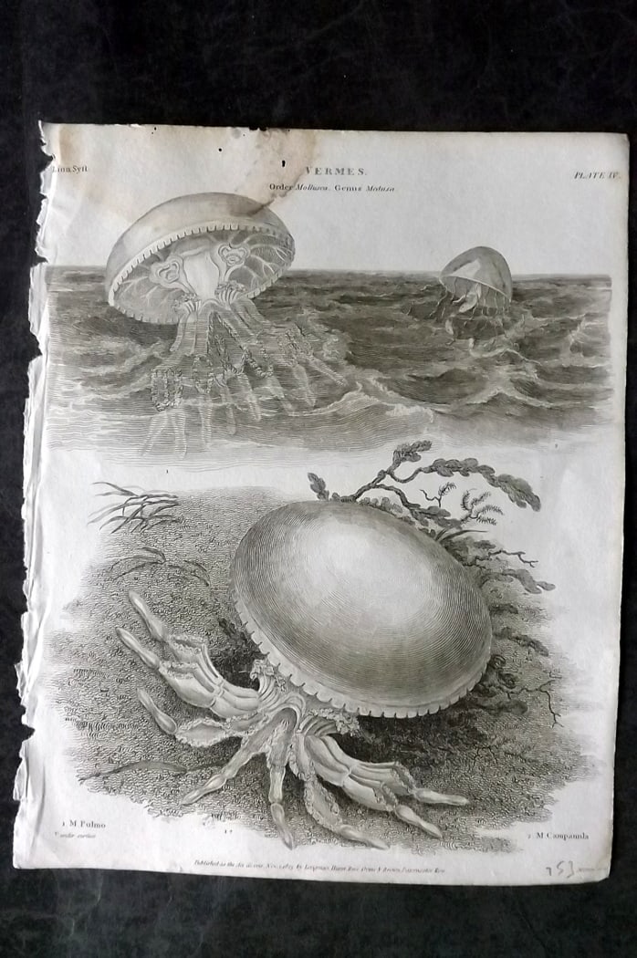 Rees, Abraham 1820 Antique Print. Jellyfish 04 (1 of 1)