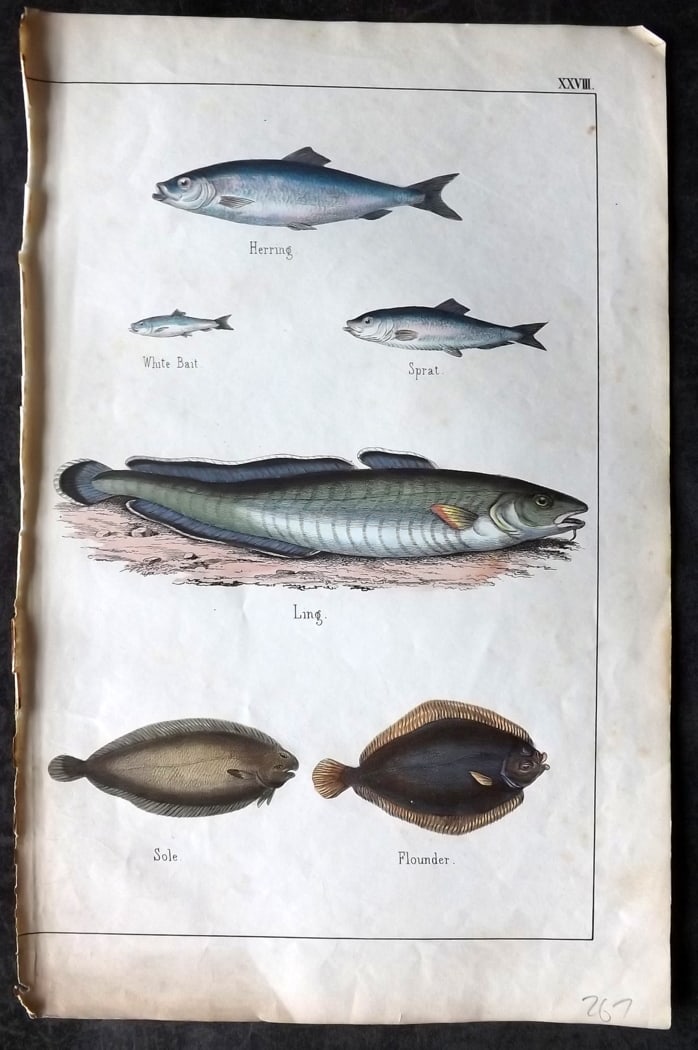 White, Adam 1860 Hand Col Fish Print. Herring, Sprat, Whitebait, Ling, Flounder, Sole (1 of 1)