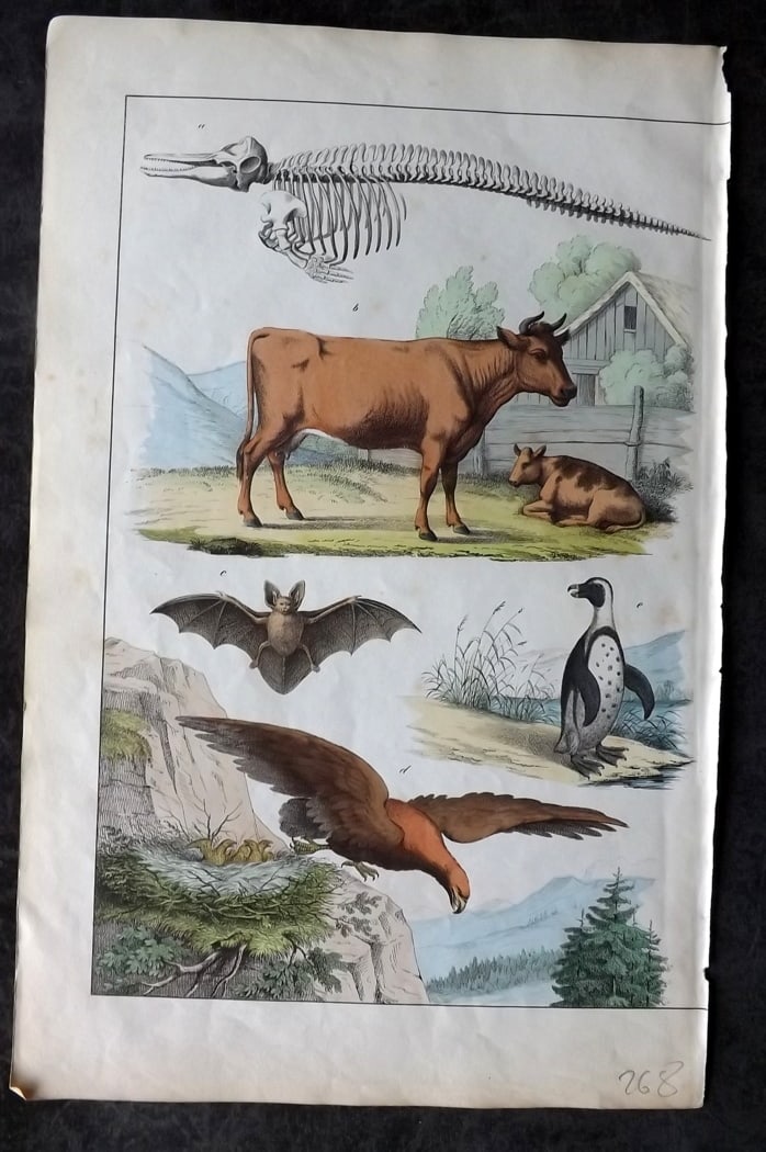 White, Adam 1860 Hand Col Print. Bat, Bull, Penguin, Eagle: Lithograph Published 1860, Edinburgh for "The Instructive Picture Book..." by Adam White. Printed in Colours and finished by hand. Paper Size: 13 x 8 inch (33 x 21cm) Good Condition