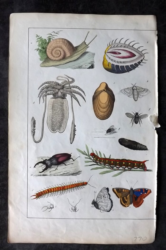 White, Adam 1860 Hand Col Print. Snail, Cuttle Fish, Butterfly, Beetle, Shell: Lithograph Published 1860, Edinburgh for "The Instructive Picture Book..." by Adam White. Printed in Colours and finished by hand. Paper Size: 13 x 8 inch (33 x 21cm) Good Condition