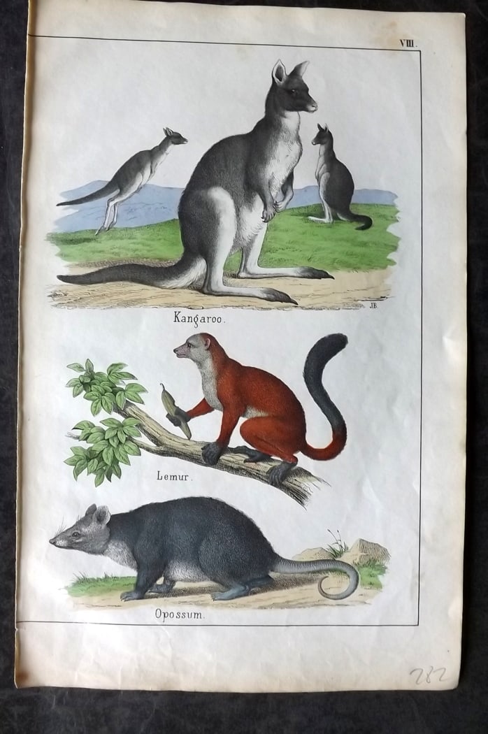 White, Adam 1860 Hand Col Print. Kangaroo Australia, Lemur, Opossum: Lithograph Published 1860, Edinburgh for "The Instructive Picture Book..." by Adam White. Printed in Colours and finished by hand. Paper Size: 13 x 8 inch (33 x 21cm) Good Condition