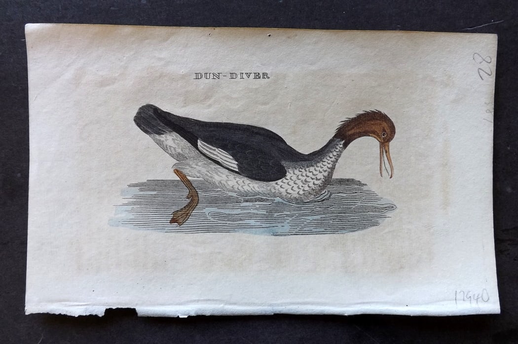 Brightly (Pub) 1815 Hand Coloured Bird Print. Dun Diver: Hand Colored Copper Plate Published 1815 by Brightly & Childs, Bungay for "The Natural History of Birds" Paper Size: 8 x 4.25 inch (20 x 14cm) Very minor background toning. Good Condition