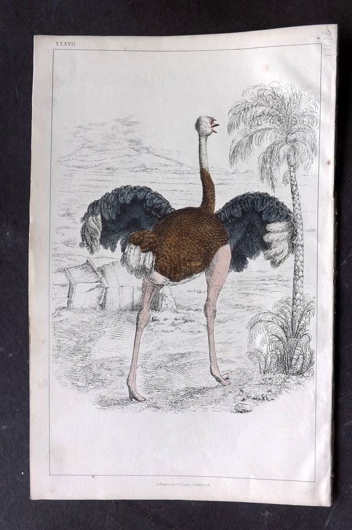 Goldsmith, Oliver C1850 Hand Col Bird Print. Ostrich 38: Antique Etching/Engraving Published C1850 by A. Fullarton & Co., London for "A History of the Earth and Animated Nature" by Oliver Goldsmith. Fine hand colour as issued. Paper Size: 10 x 6 inch (25 x 
