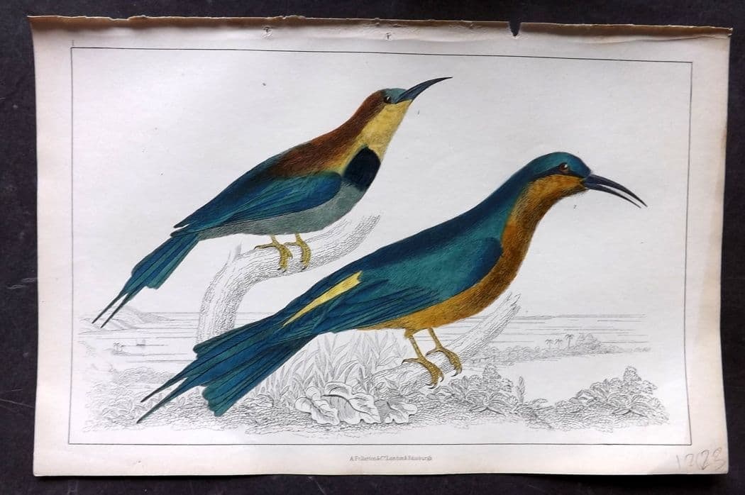 Goldsmith, Oliver C1850 Hand Col Bird Print. Red Winged & Blue Headed Bee Eater 01: Antique Etching/Engraving Published C1850 by A. Fullarton & Co., London for "A History of the Earth and Animated Nature" by Oliver Goldsmith. Fine hand colour as issued. Paper Size: 10 x 6 inch (25 x 