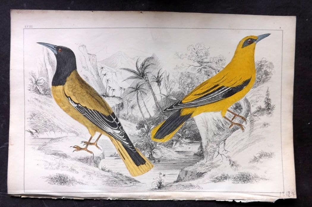 Goldsmith, Oliver C1850 Hand Col Bird Print. Black Headed & Black Cheeked Oriole 18: Antique Etching/Engraving Published C1850 by A. Fullarton & Co., London for "A History of the Earth and Animated Nature" by Oliver Goldsmith. Fine hand colour as issued. Paper Size: 10 x 6 inch (25 x 