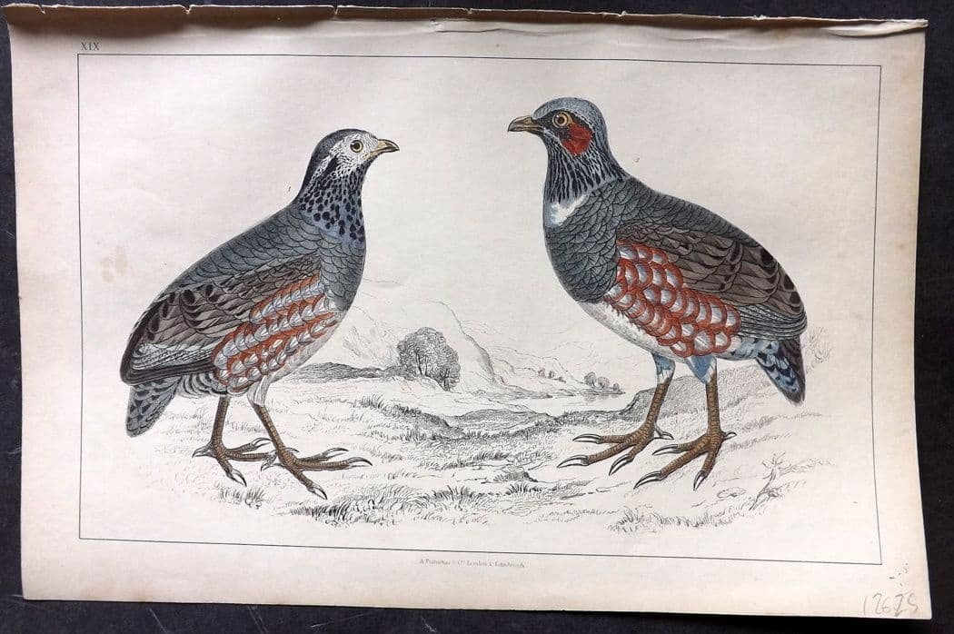 Goldsmith, Oliver C1850 Hand Col Bird Print. Large Footed Partridge 19: Antique Etching/Engraving Published C1850 by A. Fullarton & Co., London for "A History of the Earth and Animated Nature" by Oliver Goldsmith. Fine hand colour as issued. Paper Size: 10 x 6 inch (25 x 