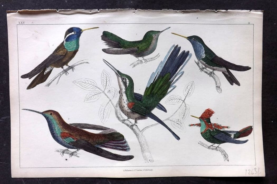 Goldsmith, Oliver C1850 Hand Col Bird Print. Hummingbirds 25: Antique Etching/Engraving Published C1850 by A. Fullarton & Co., London for "A History of the Earth and Animated Nature" by Oliver Goldsmith. Fine hand colour as issued. Paper Size: 10 x 6 inch (25 x 