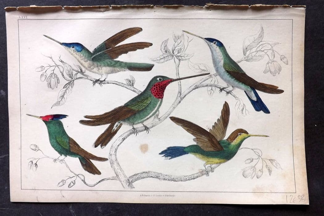 Goldsmith, Oliver C1850 Hand Col Bird Print. Hummingbirds 26: Antique Etching/Engraving Published C1850 by A. Fullarton & Co., London for "A History of the Earth and Animated Nature" by Oliver Goldsmith. Fine hand colour as issued. Paper Size: 10 x 6 inch (25 x 