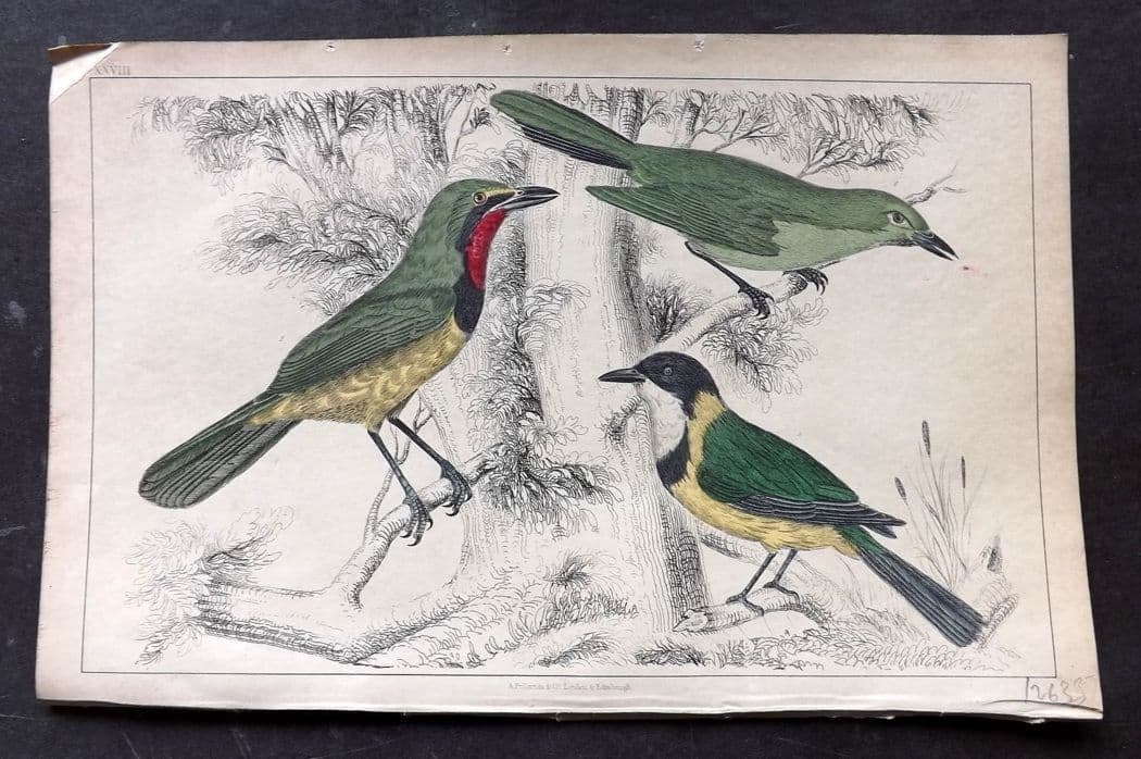 Goldsmith, Oliver C1850 Hand Col Bird Print. Thrish Shrikes 28: Antique Etching/Engraving Published C1850 by A. Fullarton & Co., London for "A History of the Earth and Animated Nature" by Oliver Goldsmith. Fine hand colour as issued. Paper Size: 10 x 6 inch (25 x 