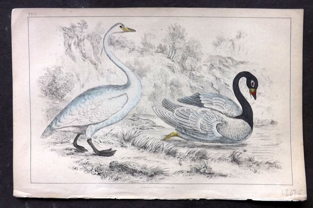 Goldsmith, Oliver C1850 Hand Col Bird Print. Bewick's & Black Necked Swan 29 (1 of 1)