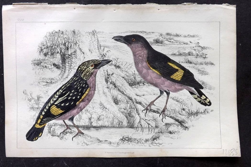 Goldsmith, Oliver C1850 Hand Col Bird Print. Horsfield's Eurylaime 31: Antique Etching/Engraving Published C1850 by A. Fullarton & Co., London for "A History of the Earth and Animated Nature" by Oliver Goldsmith. Fine hand colour as issued. Paper Size: 10 x 6 inch (25 x 