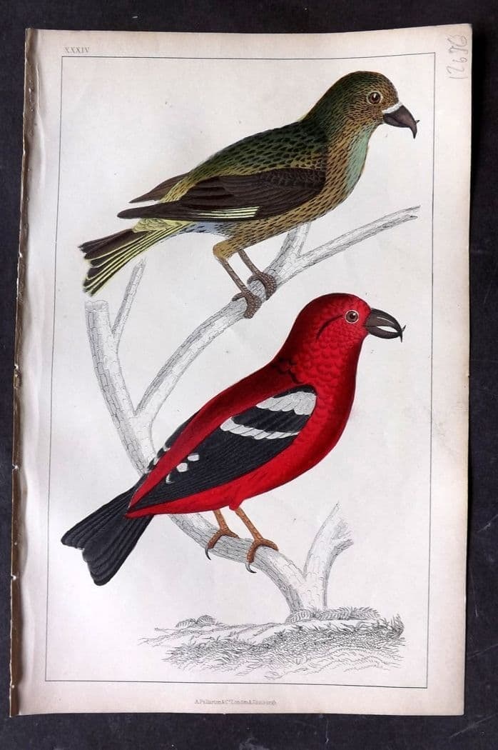 Goldsmith, Oliver C1850 Hand Col Bird Print. American & White Winged Crossbill 34 (1 of 1)