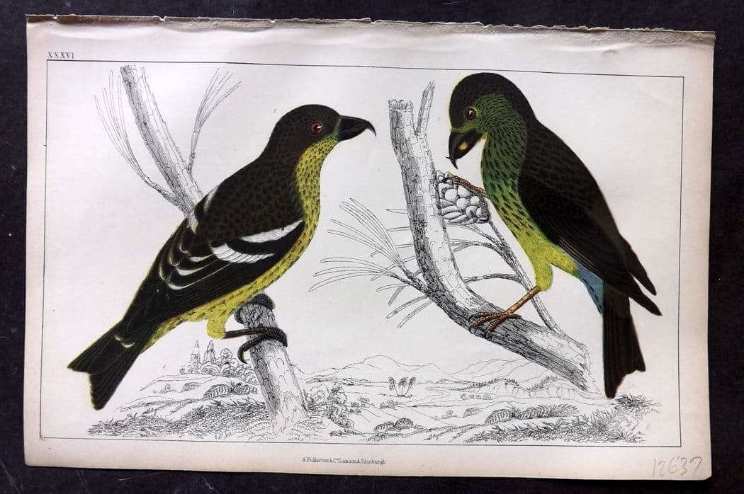 Goldsmith, Oliver C1850 Hand Col Bird Print. American & White Winged Crossbill 36 (1 of 1)