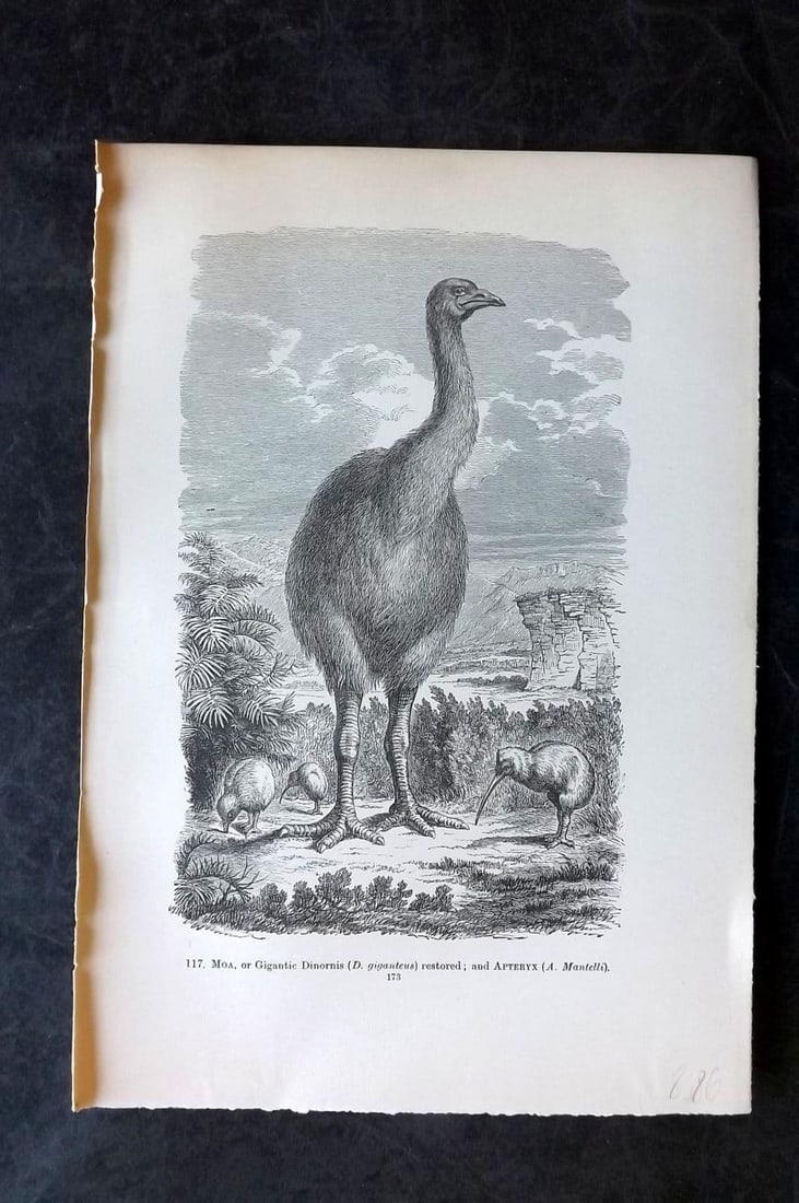 Pouchet, F. A. C1900 Bird Print. Extinct Moa, or Gigantic Dinornis New Zealand: Antique Wood Engraving (Reverse side blank) Published C1900, London for "The Universe: Or, The Infinitely Great and The Infinitely Little" by F. A. Pouchet. Paper Size: 9 x 6 inch (23 x 15cm) Good Con