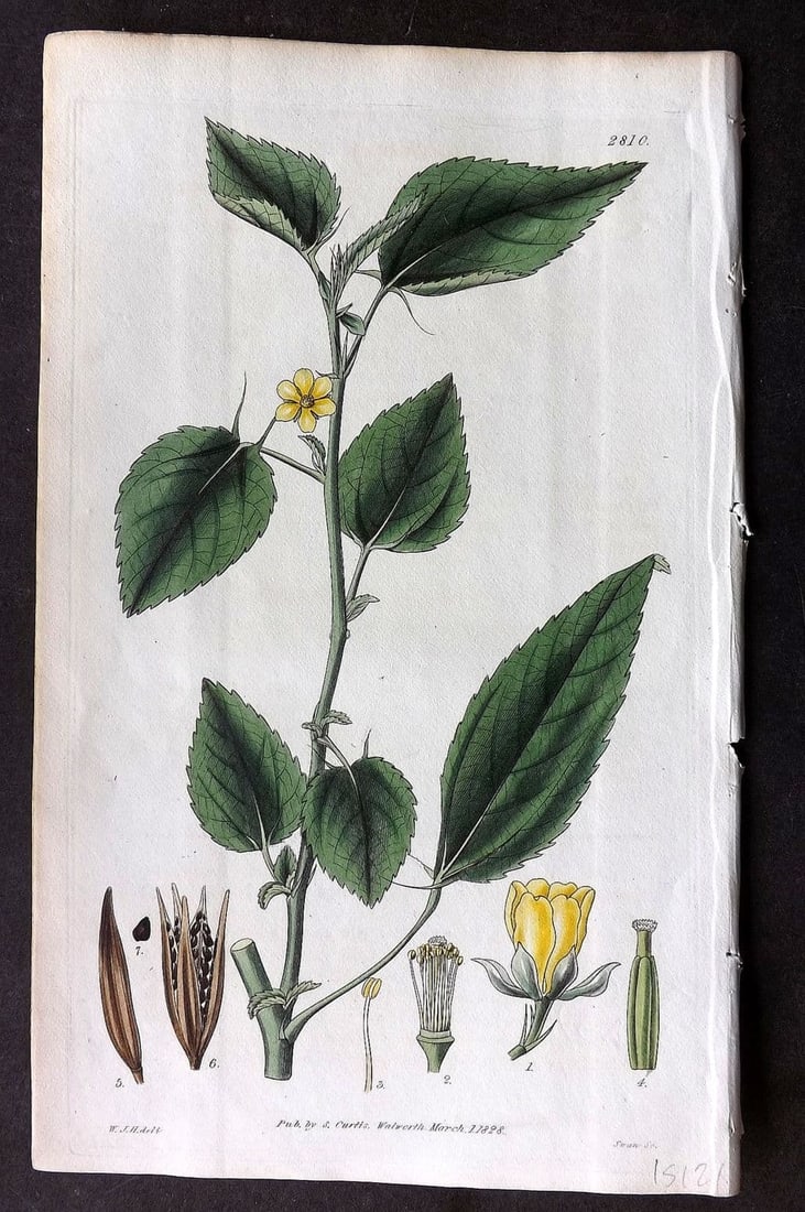 Curtis, William 1828 Hand Col Botanical. Bristly-Leaved Corchorus, or Jew's Mallow 2810: Antique Engraving/Etching Published 1787-1904, London for "The Botanical Magazine; or Flower-Garden Displayed" and later "Curtis's Botanical Magazine..." by William Curtis, continued by John Simms and