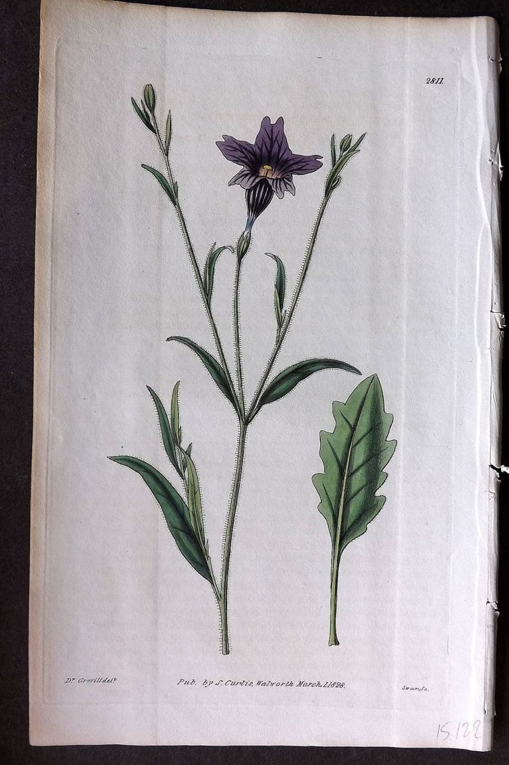 Curtis, William 1828 HCol Botanical Print. Deep Purple-Flowered Salpiglossis 2811: Antique Engraving/Etching Published 1787-1904, London for "The Botanical Magazine; or Flower-Garden Displayed" and later "Curtis's Botanical Magazine..." by William Curtis, continued by John Simms and