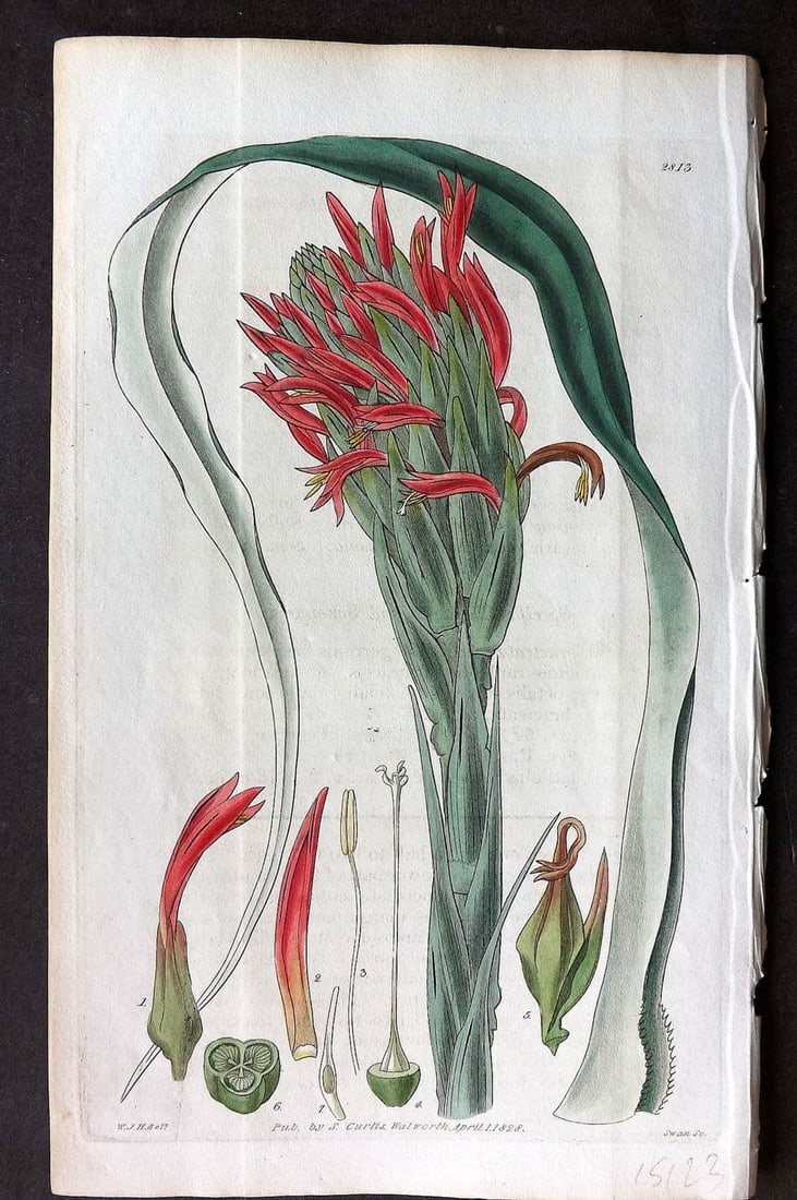 Curtis, William 1828 HCol Botanical Print. Bracteated Pitcairnia 2813 (1 of 1)
