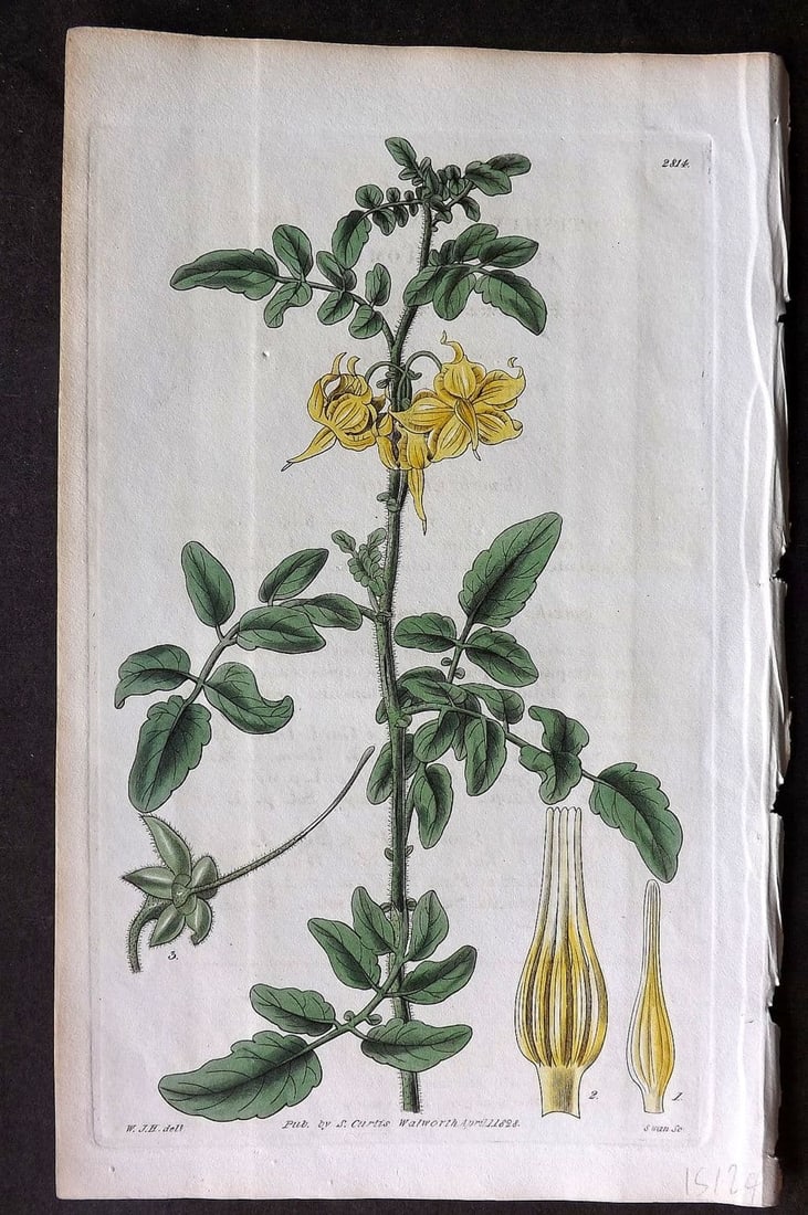 Curtis, William 1828 HCol Botanical Print. Large Flowered Tomato 2814 (1 of 1)