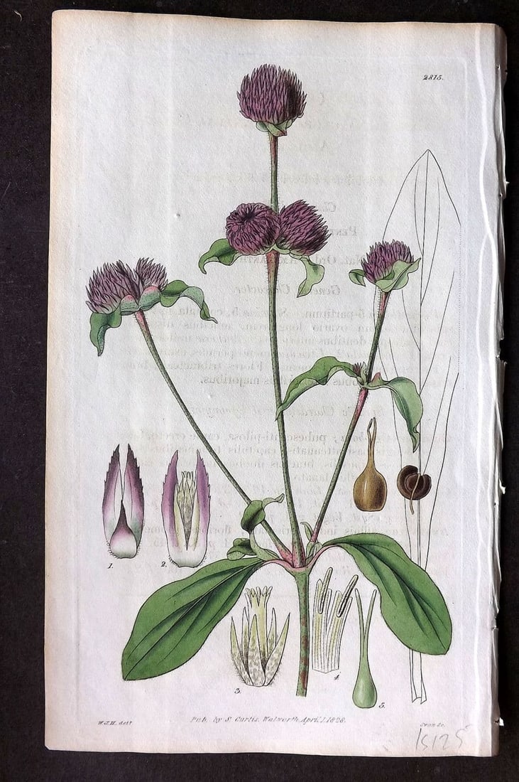 Curtis, William 1828 HCol Botanical Print. Annual Globe Amaranth 2815 (1 of 1)