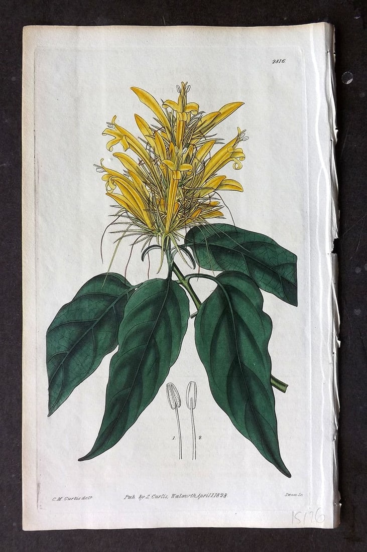 Curtis, William 1828 HCol Botanical Print. Yellow Flowered Justicia 2816 (1 of 1)