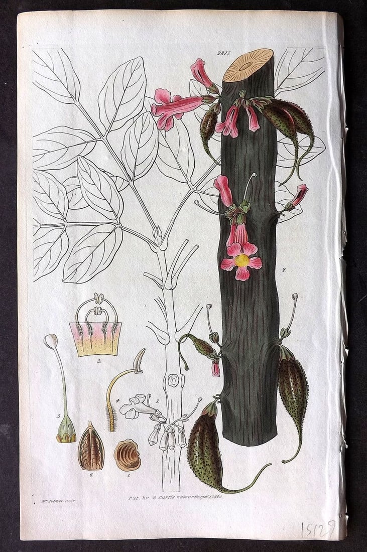 Curtis, William 1828 HCol Botanical Print. General Cole's Bignonia 2817 (1 of 1)