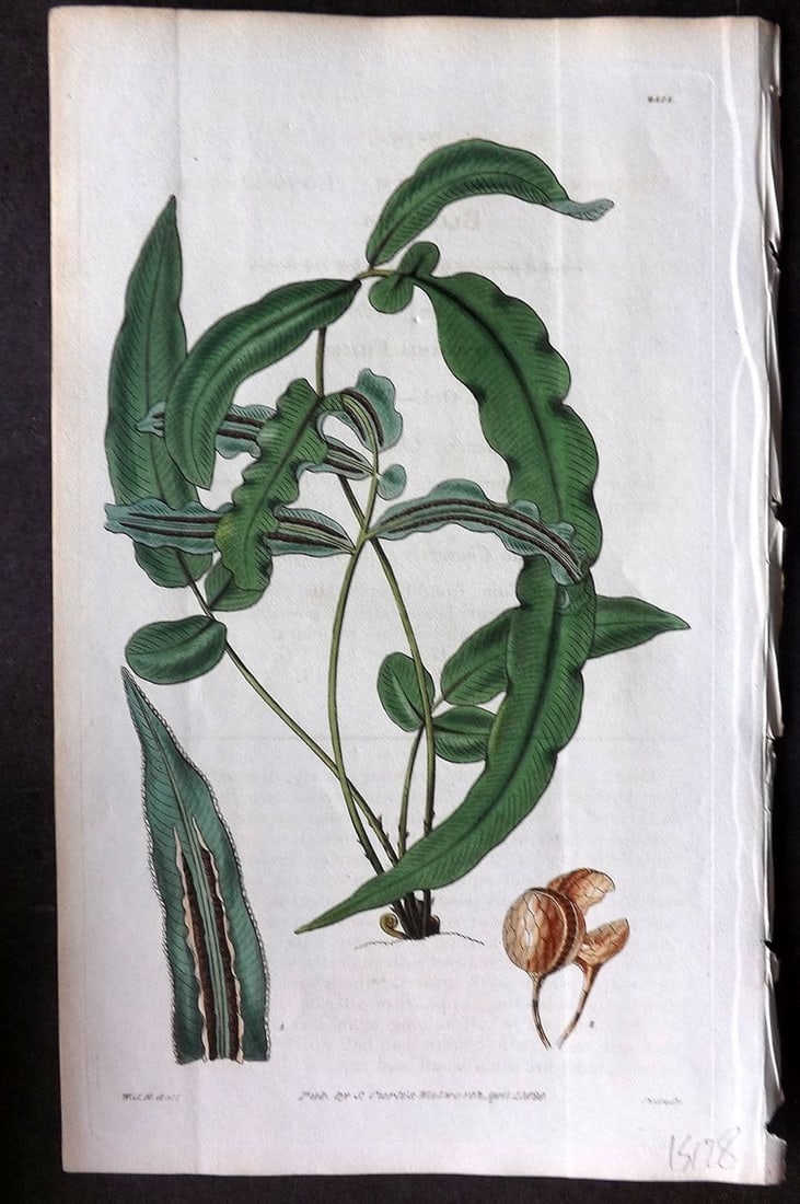 Curtis, William 1828 HCol Botanical Print. Long Leaved Blechnum 2818: Antique Engraving/Etching Published 1787-1904, London for "The Botanical Magazine; or Flower-Garden Displayed" and later "Curtis's Botanical Magazine..." by William Curtis, continued by John Simms and