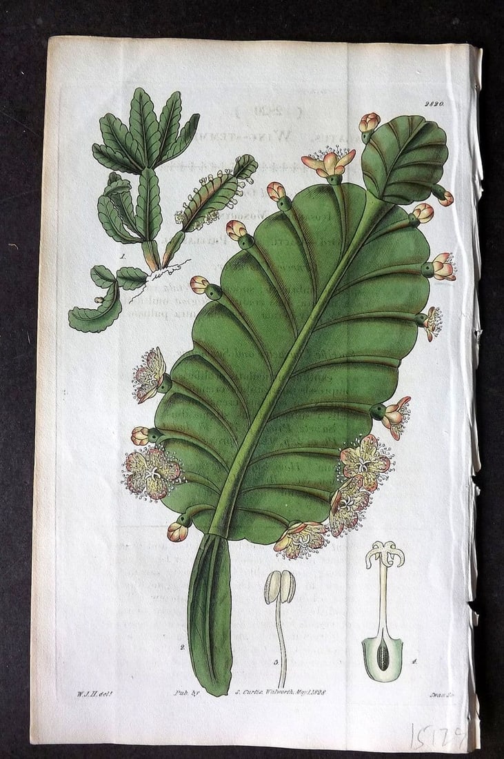 Curtis, William 1828 HCol Botanical Print. Wing Stemmed Cactus 2820 (1 of 1)