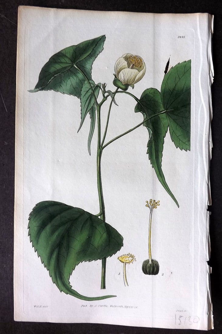 Curtis, William 1828 HCol Botanical Print. Globe Flowered Sida 2821: Antique Engraving/Etching Published 1787-1904, London for "The Botanical Magazine; or Flower-Garden Displayed" and later "Curtis's Botanical Magazine..." by William Curtis, continued by John Simms and
