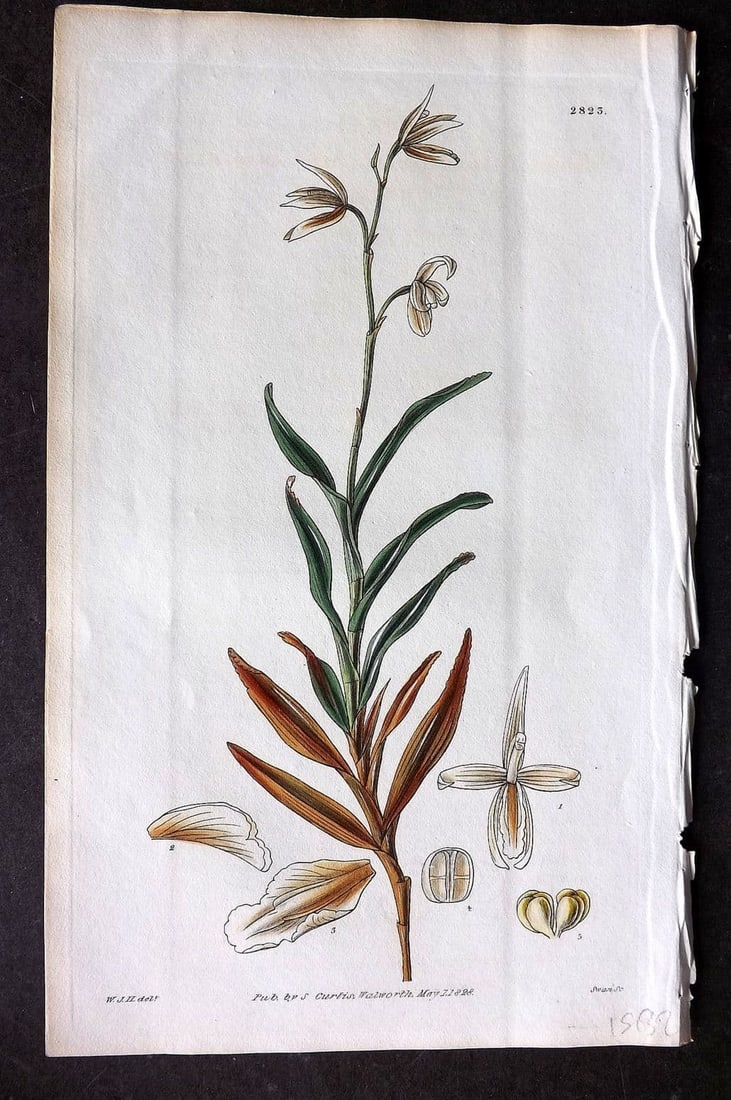 Curtis, William 1828 HCol Botanical Print. Serated Leaved Octomeria 2823: Antique Engraving/Etching Published 1787-1904, London for "The Botanical Magazine; or Flower-Garden Displayed" and later "Curtis's Botanical Magazine..." by William Curtis, continued by John Simms and