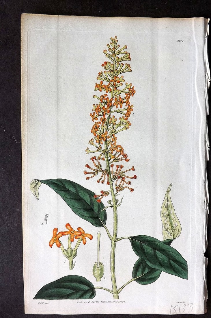 Curtis, William 1828 HCol Botanical Print. Madagascar Buddlea 2824 (1 of 1)