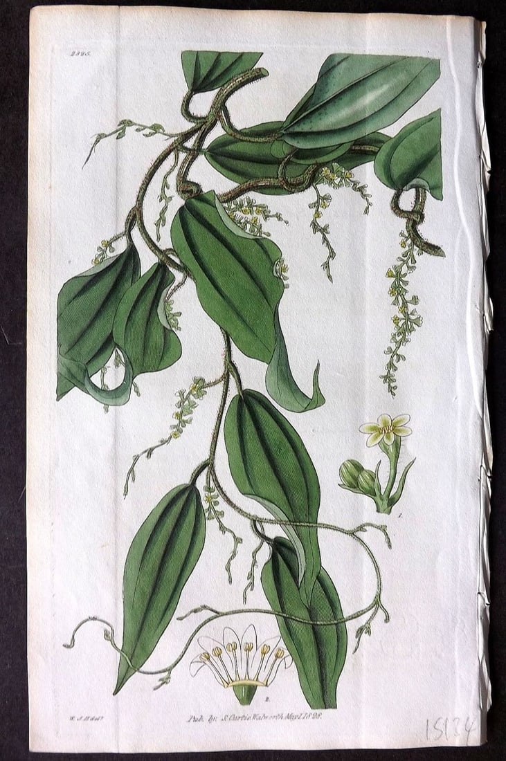 Curtis, William 1828 HCol Botanical Print. Cinnamon-Leaved Dioscorea, or Yam 2825 (1 of 1)