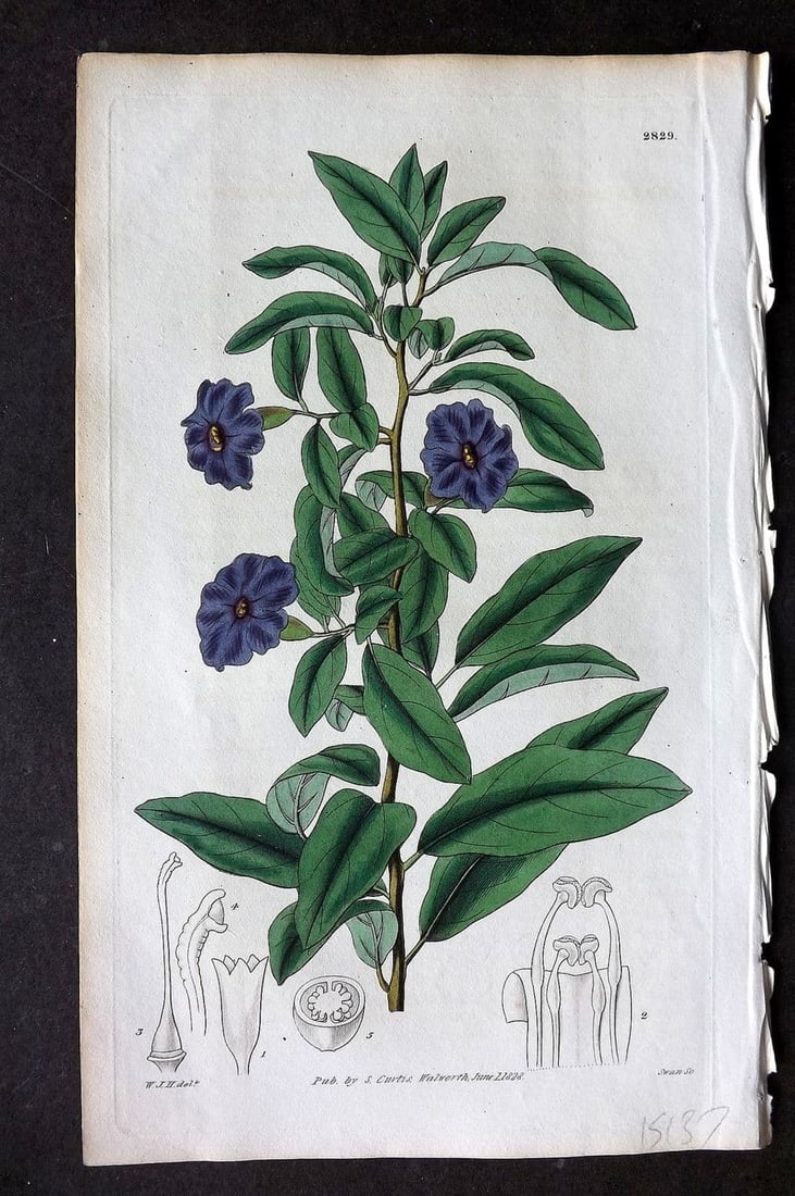 Curtis, William 1828 HCol Botanical Print. Short Flowered Franciscea 2829 (1 of 1)