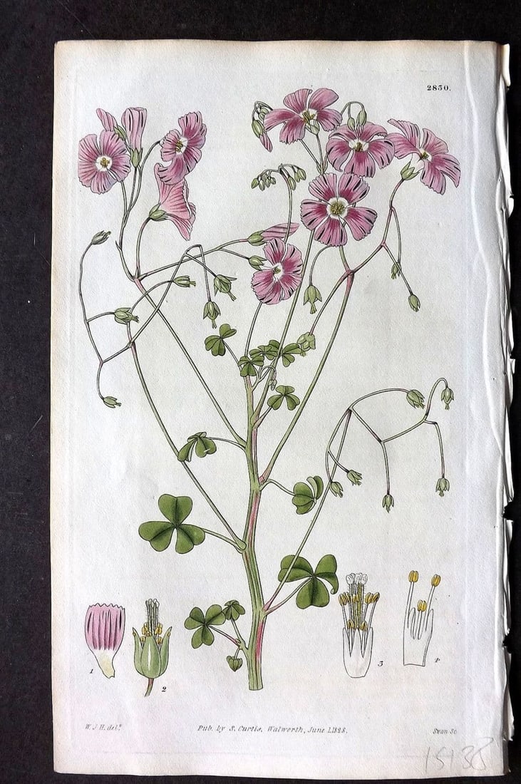 Curtis, William 1828 HCol Botanical Print. Rose Colored Oxalis 2830: Antique Engraving/Etching Published 1787-1904, London for "The Botanical Magazine; or Flower-Garden Displayed" and later "Curtis's Botanical Magazine..." by William Curtis, continued by John Simms and