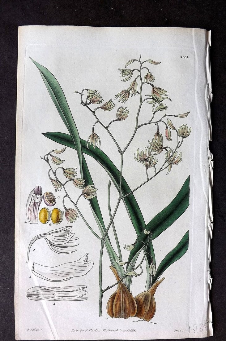 Curtis, William 1828 HCol Botanical Print. Green Flowered Encyclia 2831 (1 of 1)