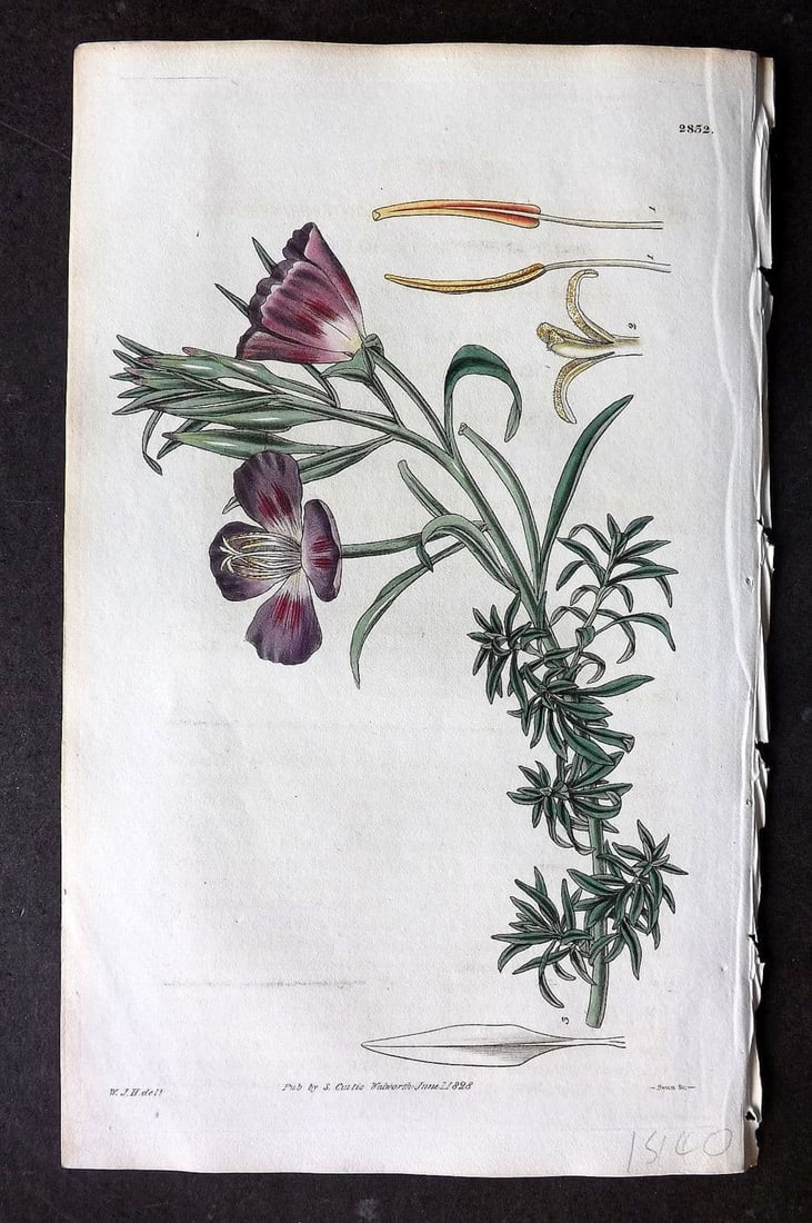 Curtis, William 1828 HCol Botanical Print. Large Flowered Four Spot Oenothera 2832 (1 of 1)