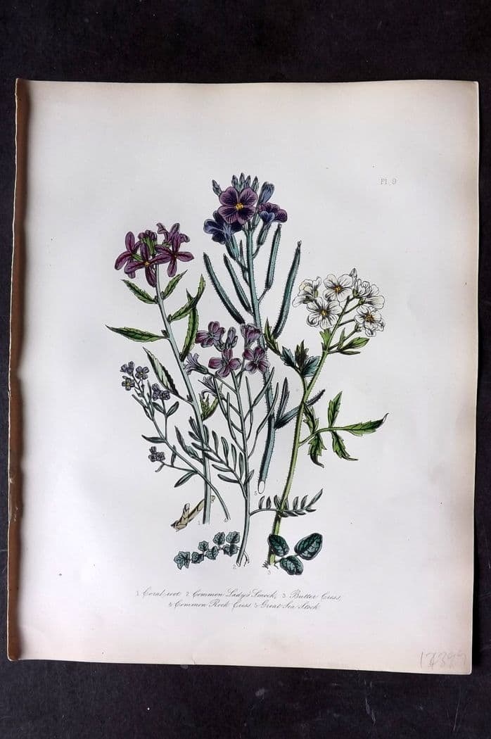 Loudon, Mrs Jane 1849 Botanical Print. Coral Root, Lady's Smock, Bitter & Rock Cress, Stock 09 (1 of 1)