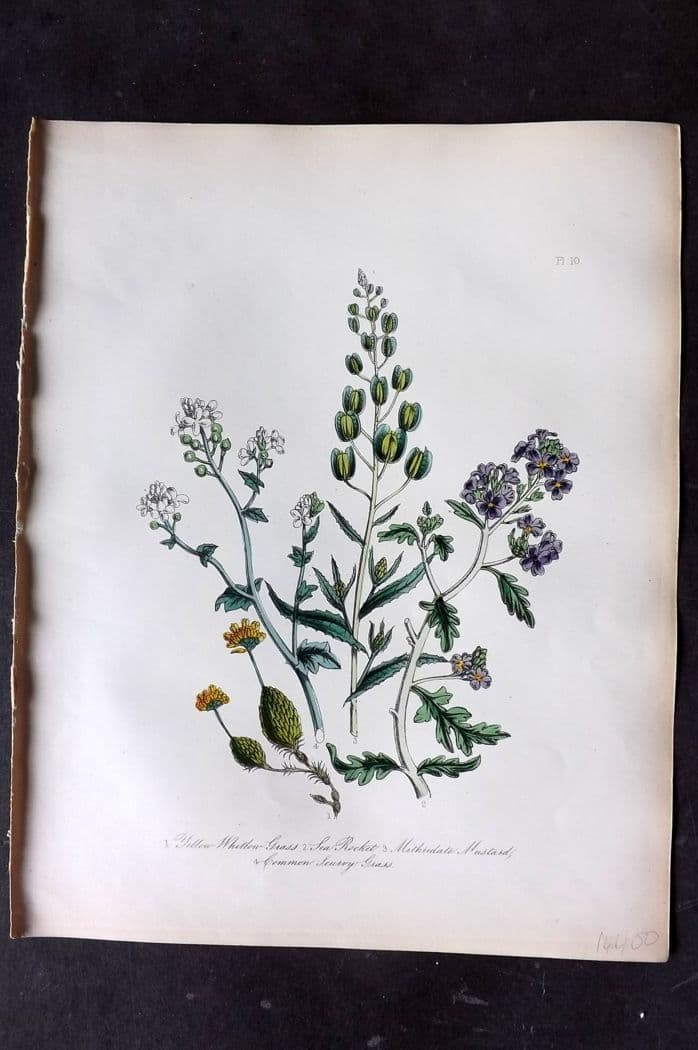 Loudon, Mrs Jane 1849 Botanical Print. Yellow Whitlow Grass, Sea Rocket, Mustard, Scurvy Grass 10 (1 of 1)