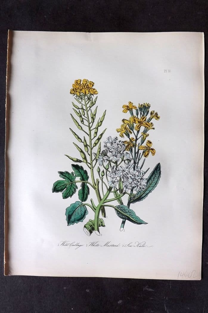 Loudon, Mrs Jane 1849 Botanical Print. Wild Cabbge, White Mustard, Sea Kale 12 (1 of 1)