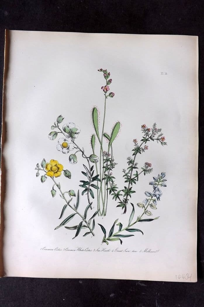 Loudon, Mrs Jane 1849 Botanical Print. Cistus, Sea Heath, Sun-Dew, Milk Wort 14: Antique Lithograph Published 1855, London for "British Wild Flowers" Second Edition by Mrs Jane Loudon. Fine hand colour as issued. Paper Size: 11.5 x 9 inch (29 x 23cm) Good Condition