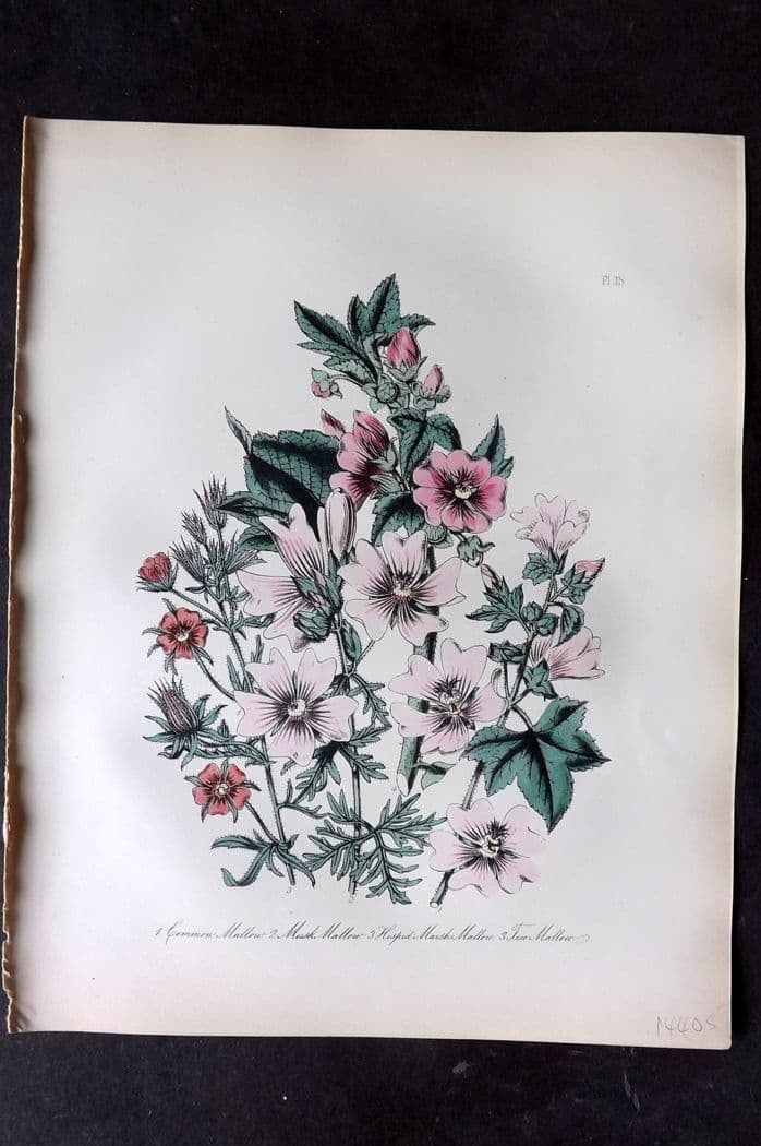 Loudon, Mrs Jane 1849 Botanical Print. Mallow 15: Antique Lithograph Published 1855, London for "British Wild Flowers" Second Edition by Mrs Jane Loudon. Fine hand colour as issued. Paper Size: 11.5 x 9 inch (29 x 23cm) Good Condition