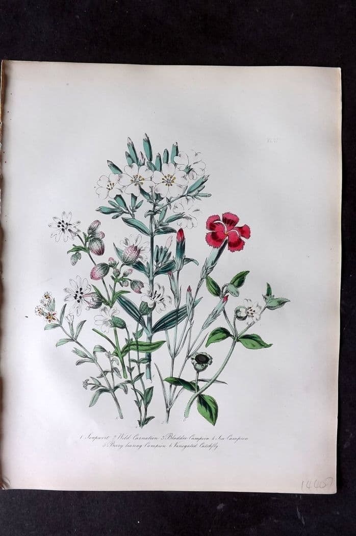 Loudon, Mrs Jane 1849 Botanical Print. Soapwort, Carnation, Camption, Catchfly 17: Antique Lithograph Published 1855, London for "British Wild Flowers" Second Edition by Mrs Jane Loudon. Fine hand colour as issued. Paper Size: 11.5 x 9 inch (29 x 23cm) Good Condition