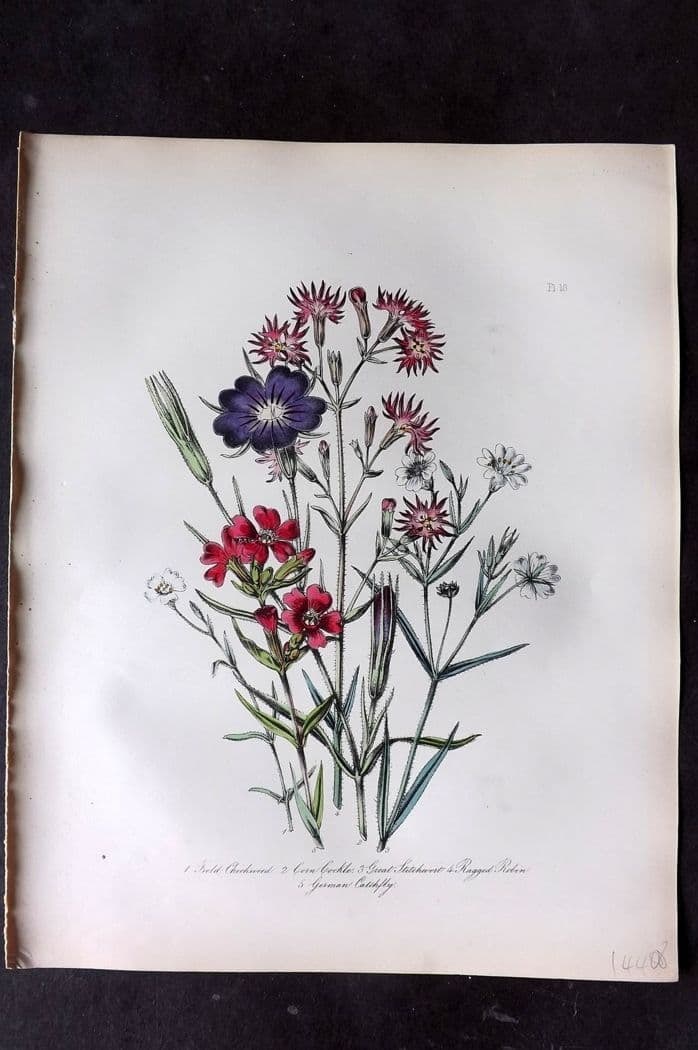 Loudon, Mrs Jane 1849 Botanical Print. Chickweed, Corn Cockle, Stitchwort, Catchfly 18: Antique Lithograph Published 1855, London for "British Wild Flowers" Second Edition by Mrs Jane Loudon. Fine hand colour as issued. Paper Size: 11.5 x 9 inch (29 x 23cm) Good Condition