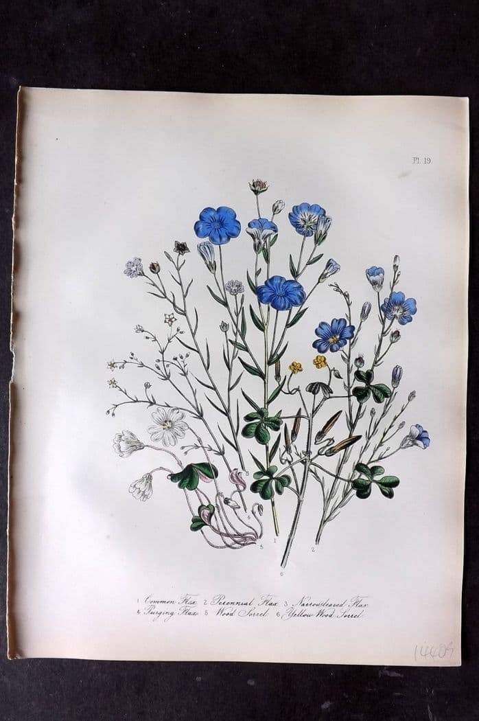Loudon, Mrs Jane 1849 Botanical Print. Flax & Sorrel 19: Antique Lithograph Published 1855, London for "British Wild Flowers" Second Edition by Mrs Jane Loudon. Fine hand colour as issued. Paper Size: 11.5 x 9 inch (29 x 23cm) Good Condition
