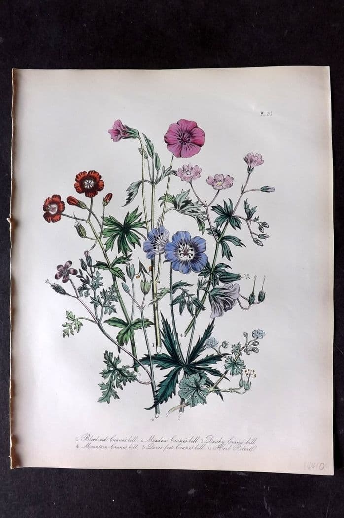 Loudon, Mrs Jane 1849 Botanical Print. Crane's Bill & Herb Robert 20 (1 of 1)