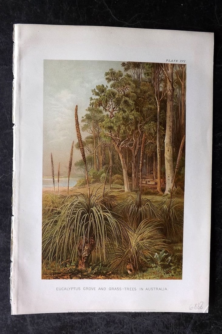 Marilaun, Anton Kerner von C1895 Botanical Print. Eucalyptus Grove and Grass-Trees in Australia 16 (1 of 1)